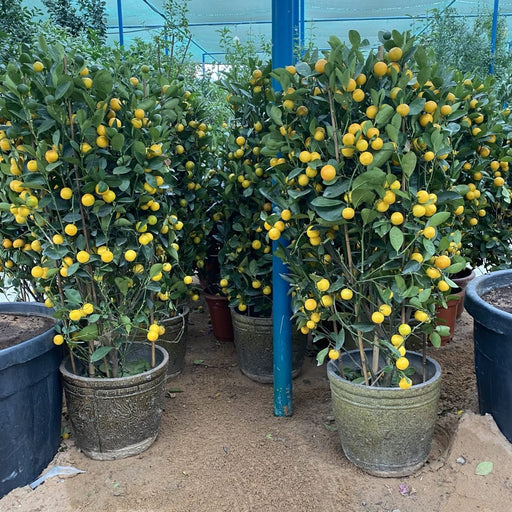 Citrus mitis or Chinese Oranges Tree"1.3m - 1.5m" البرتقال الصيني - Greensouq - 