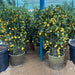 Citrus mitis or Chinese Oranges Tree"1.3m - 1.5m" البرتقال الصيني - Greensouq - 