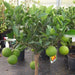Citrus "Orange Sinensis Spain" Green Souq