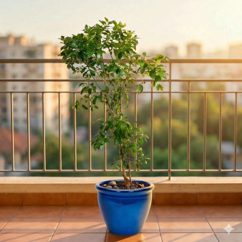 Citrus Orange or Orange Tree البرتقال الحمضيات - Greensouq - 