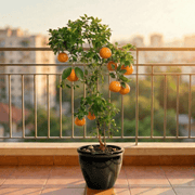 Citrus Orange or Orange Tree البرتقال الحمضيات - Greensouq - 