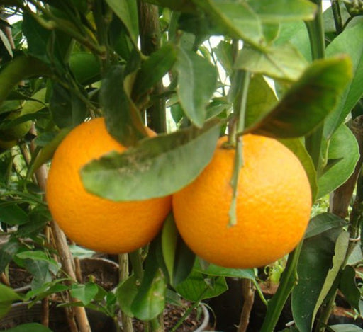Citrus Orange or Orange Tree البرتقال الحمضيات - Greensouq - 