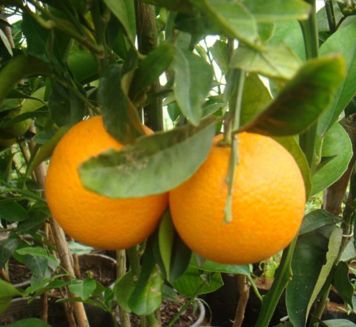 Citrus Orange or Orange Tree البرتقال الحمضيات - Greensouq - 
