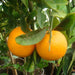 Citrus Orange or Orange Tree البرتقال الحمضيات - Greensouq - 