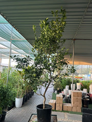 Citrus Orange or Orange Tree البرتقال الحمضيات - Greensouq -