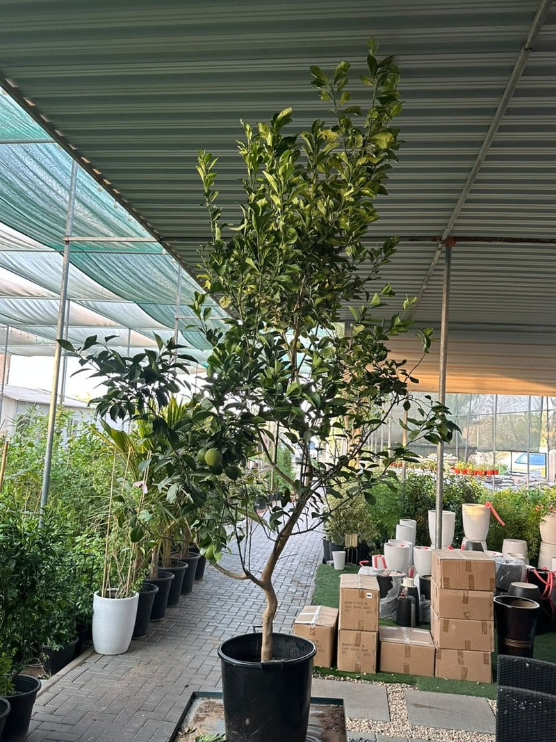 Citrus Orange or Orange Tree البرتقال الحمضيات - Greensouq -