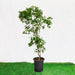 Citrus Orange or Orange Tree البرتقال الحمضيات - Greensouq - 