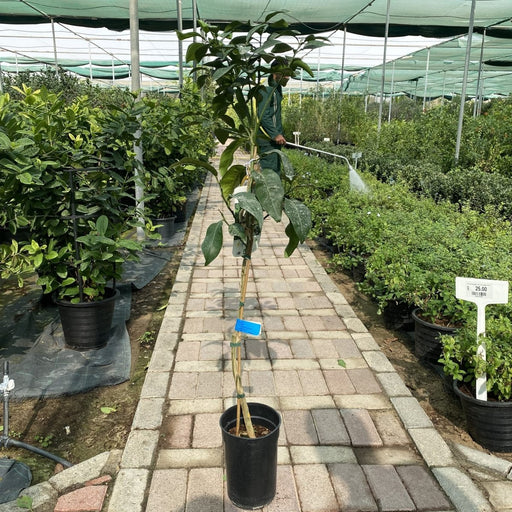 Citrus Paradisi Pomelo 1.5 - 2.0m - Greensouq - 