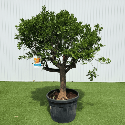 Citrus reticulata Mandarino 1.5 - 1.7m thick trunk mature - Greensouq - 