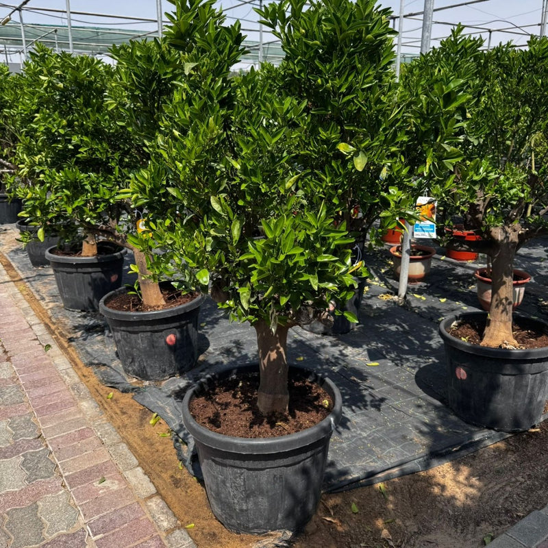 Citrus reticulata Mandarino 1.5 - 1.7m thick trunk mature - Greensouq - 
