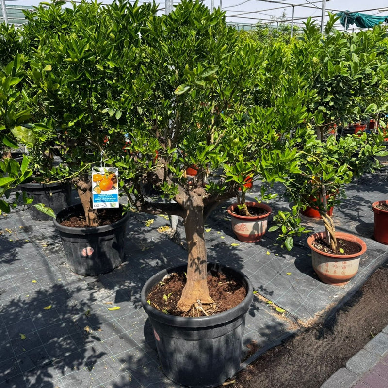 Citrus reticulata Mandarino 1.5 - 1.7m thick trunk mature - Greensouq - 
