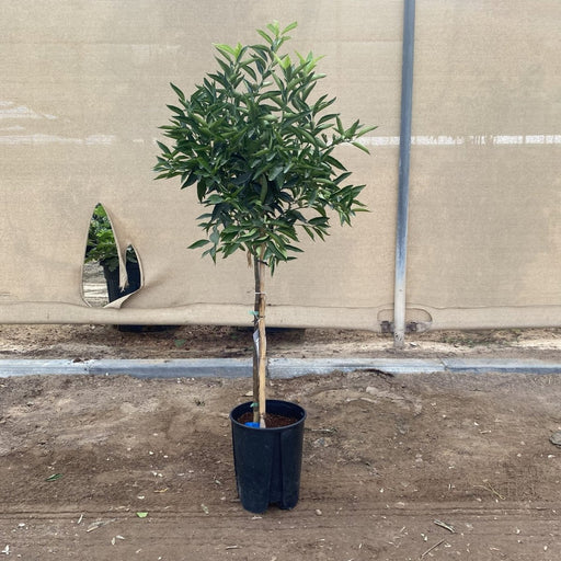 Citrus reticulata Mandarino 1.5 - 2.0m - Greensouq - 