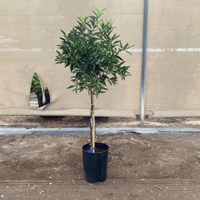 Citrus reticulata Mandarino 1.5 - 2.0m - Greensouq - 