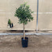 Citrus reticulata Mandarino 1.5 - 2.0m - Greensouq - 