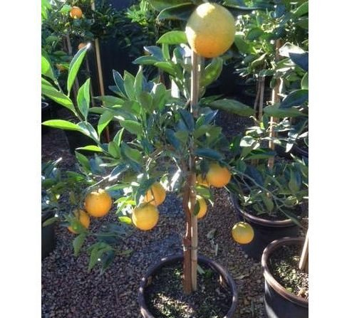 Citrus sinensis - Moro "Blood Orange Tree" 2.0 - 2.5 m - Greensouq - 