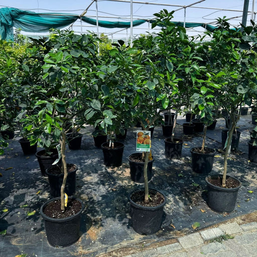 Citrus Tree 1.4 - 1.6m | Orange Sinensis Naranjo Spain - Greensouq - 