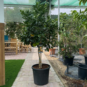Citrus Tree "Orange Sinensis Naranjo Spain" 1.4 - 1.6 m - Greensouq - 