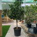 Citrus Tree "Orange Sinensis Naranjo Spain" 1.4 - 1.6 m - Greensouq - 