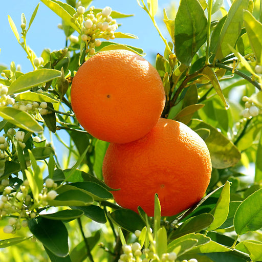 Citrus Tree "Orange Sinensis Naranjo Spain" 1.4 - 1.6 m - Greensouq - 