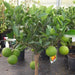 Citrus Tree "Orange Sinensis Naranjo Spain" 1.4 - 1.6 m - Greensouq - 