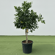 Citrus Tree "Orange Sinensis Naranjo Spain" 1.4 - 1.6 m - Greensouq - 