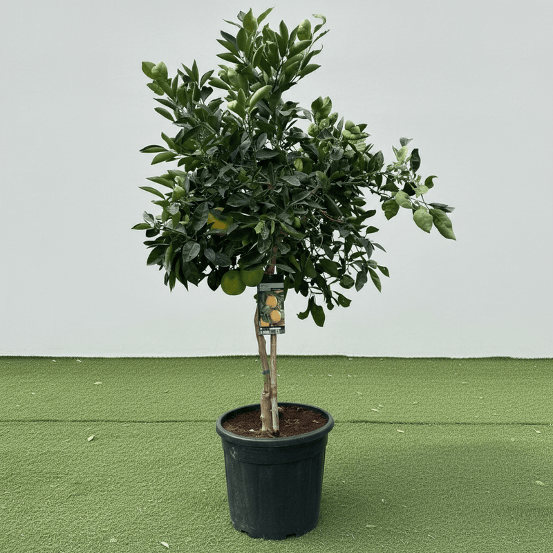 Citrus Tree "Orange Sinensis Naranjo Spain" 1.4 - 1.6 m - Greensouq - 