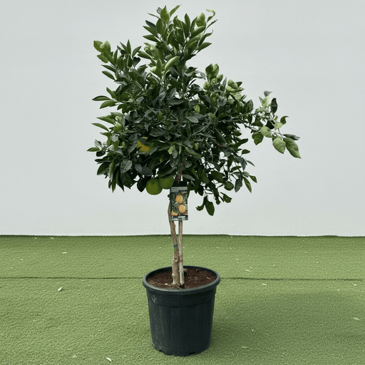 Citrus Tree "Orange Sinensis Naranjo Spain" 1.4 - 1.6 m - Greensouq - 