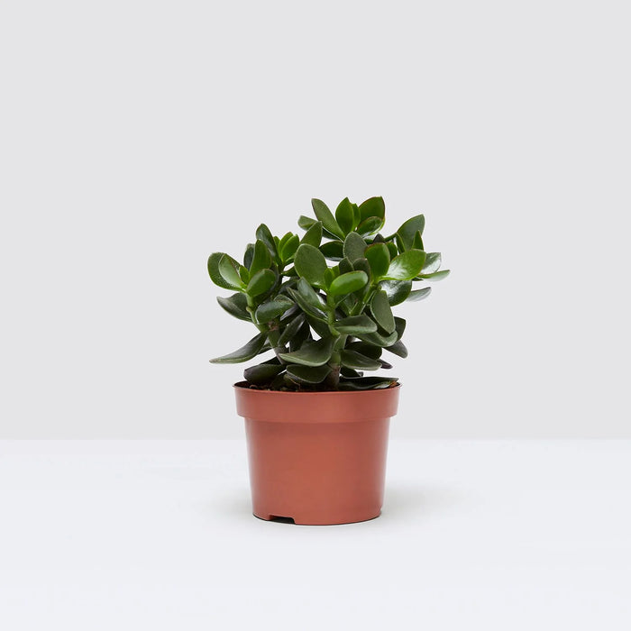 Crassula Ovata