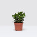 Crassula Ovata