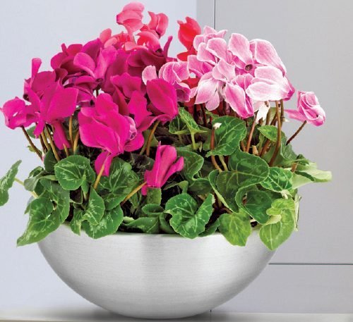 Classic "Aluminium" Bowl - Greensouq - 