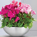 Classic "Aluminium" Bowl - Greensouq - 