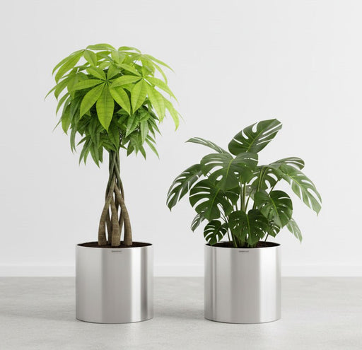 Classic Cylinder "Mirror Finish" - Greensouq - 