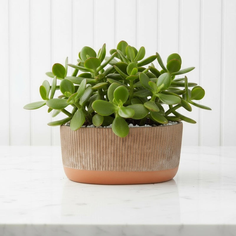 Classic Jade Plant (Crassula Ovata) in Modern Grooved Ceramic Pot | Money Tree / Good Luck Houseplant - Greensouq - 