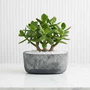 Classic Jade Plant (Crassula Ovata) in Modern Grooved Ceramic Pot | Money Tree / Good Luck Houseplant - Greensouq - 