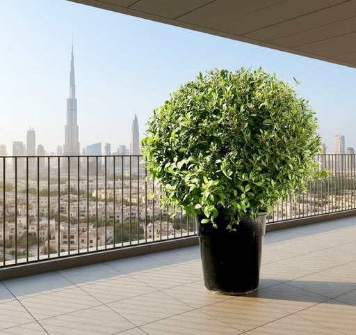 Clerodendrum Inerme Ball Shape "Wild Jasmine" 70 - 80cm Dia - Greensouq - 