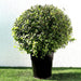 Clerodendrum Inerme Ball Shape "Wild Jasmine" 70 - 80cm Dia - Greensouq - 