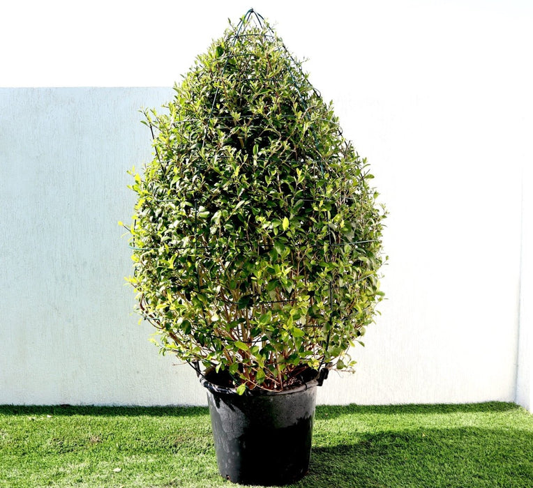 Clerodendrum Inerme Ball Shape "Wild Jasmine" 70 - 80cm Dia - Greensouq - 