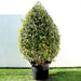 Clerodendrum Inerme Cone Shape "Wild Jasmine" 1.2 - 1.5m - Greensouq - 