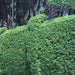Clerodendrum Inerme (Wild Jasmine) - Greensouq - 