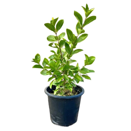 Clerodendrum Inerme (Wild Jasmine) - Greensouq - 
