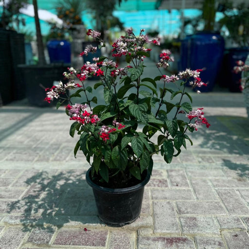 Clerodendrum Thomosoniae 6ltr pot 40 - 50cm - Greensouq - 