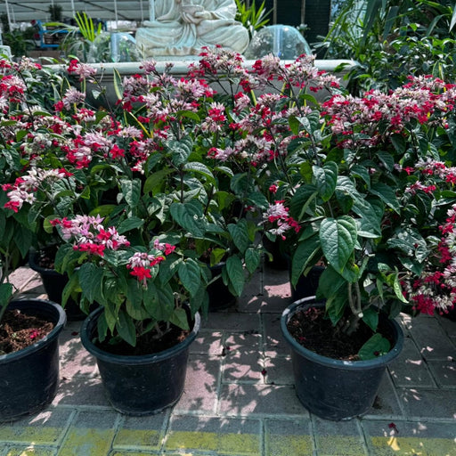 Clerodendrum Thomosoniae 6ltr pot 40 - 50cm - Greensouq - 