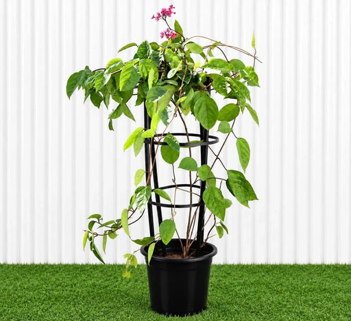 Clerodendrum Thomsoniae (1.2-1.5m) | UAE's Pink Bleeding Heart Vine! - Greensouq - outdoor