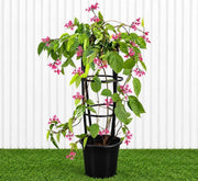 Clerodendrum Thomsoniae (1.2-1.5m) | UAE's Pink Bleeding Heart Vine! - Greensouq - outdoor