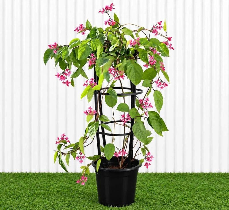 Clerodendrum Thomsoniae (1.2-1.5m) | UAE's Pink Bleeding Heart Vine! - Greensouq - outdoor