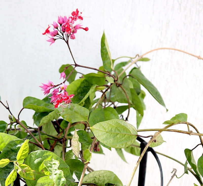 Clerodendrum Thomsoniae "Pink Bleeding Heart Vine" 1.2 - 1.5m - Greensouq - 