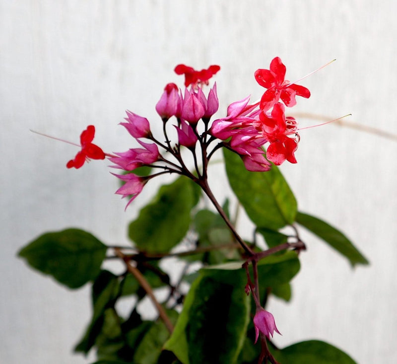 Clerodendrum Thomsoniae "Pink Bleeding Heart Vine" 1.2 - 1.5m - Greensouq - 