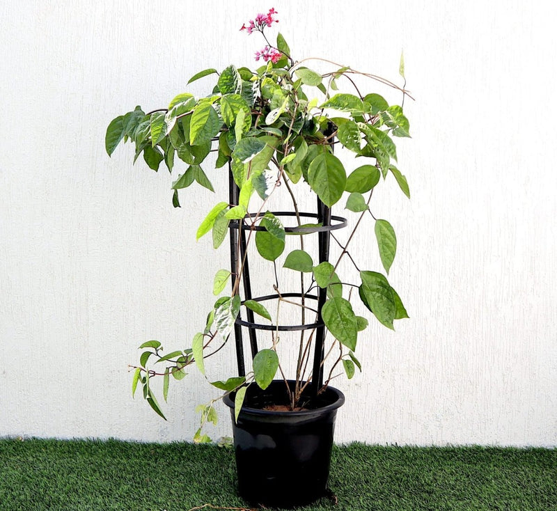 Clerodendrum Thomsoniae "Pink Bleeding Heart Vine" 1.2 - 1.5m - Greensouq - 