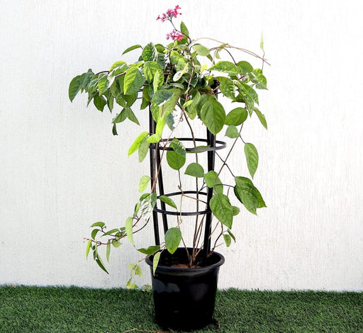 Clerodendrum Thomsoniae "Pink Bleeding Heart Vine" 1.2 - 1.5m - Greensouq - 