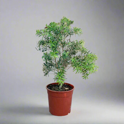 clistemon_vim_mini_red_greensouq